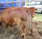 XX Targi Rolnicze Lubniewice