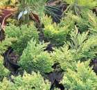 Foto reportaż z Targów Rolno-Ogrodnicze AGROMARSZ Marszew 2011