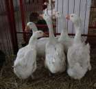 Drób - Szepietowo 2012 XIX Regionalna Wystawa Zwierząt Hodowlanych - 53