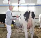 VII Ogólnopolska Wystawa Bydła Hodowlanego - 170