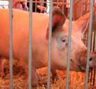 XX Targi Rolnicze Lubniewice