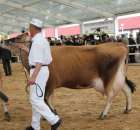 VII Ogólnopolska Wystawa Bydła Hodowlanego - 119