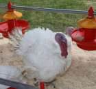 Pierwsze dni indyka w Koźminku