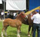 Konie - Szepietowo 2012 XIX Regionalna Wystawa Zwierząt Hodowlanych - 13
