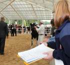 VII Ogólnopolska Wystawa Bydła Hodowlanego - 33