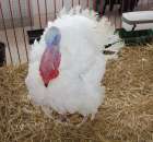 Drób - Szepietowo 2012 XIX Regionalna Wystawa Zwierząt Hodowlanych - 35