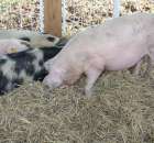 Foto reportaż z Targów Rolno-Ogrodnicze AGROMARSZ Marszew 2011