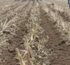 Kultywator STRIGER do uprawy pasowej - 13