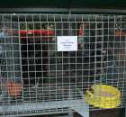 Kurki Cochin Czarny Olbrzym