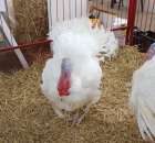 Drób - Szepietowo 2012 XIX Regionalna Wystawa Zwierząt Hodowlanych - 34