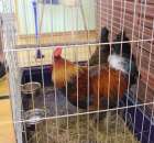 Fotoreportaż z XIV Spotkań Tradycji Wielkanocnych Ziemi Kłodzkiej