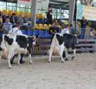 Bydło - Szepietowo 2012 XIX Regionalna Wystawa Zwierząt Hodowlanych - 6