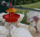 Pierwsze dni indyka w Koźminku