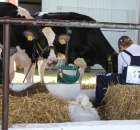 Bydło - Szepietowo 2012 XIX Regionalna Wystawa Zwierząt Hodowlanych - 38