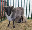 IZOO Balice dzień drugi  - 35