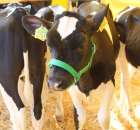 Foto reportaż z Targów Rolno-Ogrodnicze AGROMARSZ Marszew 2011