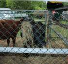 Bydło mięsne rasy Welsh Black