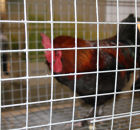 Foto reportaż z Międzynarodowych Targów Hodowli Zwierząt FARMA