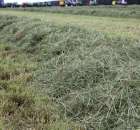 Pokazy Maszyn Polskie Zboża Zielone Agroshow 2012  - 25