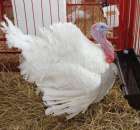 Drób - Szepietowo 2012 XIX Regionalna Wystawa Zwierząt Hodowlanych - 51