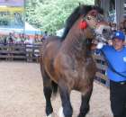 Konie - Szepietowo 2012 XIX Regionalna Wystawa Zwierząt Hodowlanych - 35