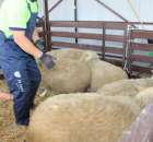 Owce - Szepietowo 2012 XIX Regionalna Wystawa Zwierząt Hodowlanych - 7