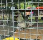 Czubatka Duża Srebrna