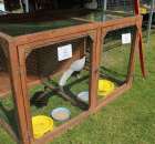 Bażanty: łowny i srebrny