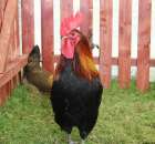 Zielononóżka kuropatwiana z-11