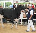 VII Ogólnopolska Wystawa Bydła Hodowlanego - 60