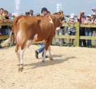 Nagordy dla superchampionów i championów  - 85