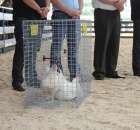 Drób - Szepietowo 2012 XIX Regionalna Wystawa Zwierząt Hodowlanych - 7