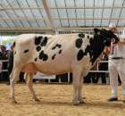 VII Ogólnopolska Wystawa Bydła Hodowlanego - 138