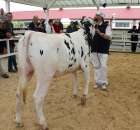 VII Ogólnopolska Wystawa Bydła Hodowlanego - 18