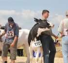 Nagordy dla superchampionów i championów  - 76