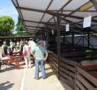 Owce - Szepietowo 2012 XIX Regionalna Wystawa Zwierząt Hodowlanych - 1