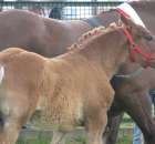 Konie - Szepietowo 2012 XIX Regionalna Wystawa Zwierząt Hodowlanych - 30