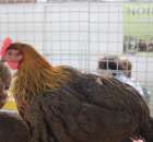 Drób - Szepietowo 2012 XIX Regionalna Wystawa Zwierząt Hodowlanych - 15
