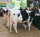 Bydło - Szepietowo 2012 XIX Regionalna Wystawa Zwierząt Hodowlanych - 93