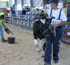 Bydło - Szepietowo 2012 XIX Regionalna Wystawa Zwierząt Hodowlanych - 10