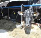 Bydło - Szepietowo 2012 XIX Regionalna Wystawa Zwierząt Hodowlanych - 13