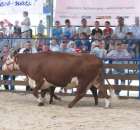 Bydło - Szepietowo 2012 XIX Regionalna Wystawa Zwierząt Hodowlanych - 63