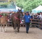 Konie - Szepietowo 2012 XIX Regionalna Wystawa Zwierząt Hodowlanych - 32