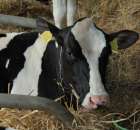 XX Targi Rolnicze Lubniewice