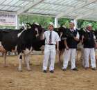 Prezentacja Championów na VII Ogólnopolskiej Wystawie Bydła Hodowlanego w Sielinku 2012 - 8