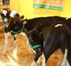 Foto reportaż z Targów Rolno-Ogrodnicze AGROMARSZ Marszew 2011