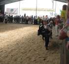 Młody Hodowca - Szepietowo 2012 - 13