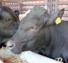 Bydło - Szepietowo 2012 XIX Regionalna Wystawa Zwierząt Hodowlanych - 19