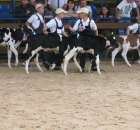 Młody Hodowca - Szepietowo 2012 - 16