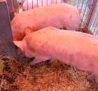 XX Targi Rolnicze Lubniewice